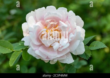 Pale pink flower of Rosa pimpinellifolia also known as burnet rose Stock Photo