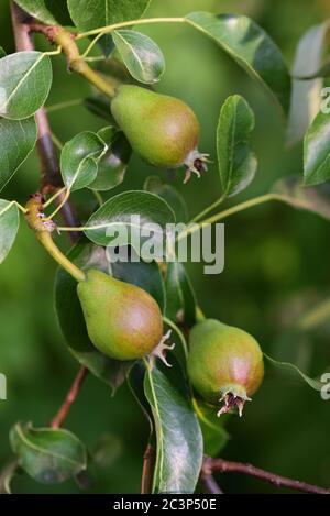 Three unripe, small pears and leaves hang on a branch of a pear tree, in portrait format against a green background Stock Photo