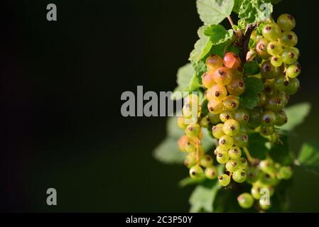 Green currants grow in spring on a currant bush in nature, against a green background Stock Photo