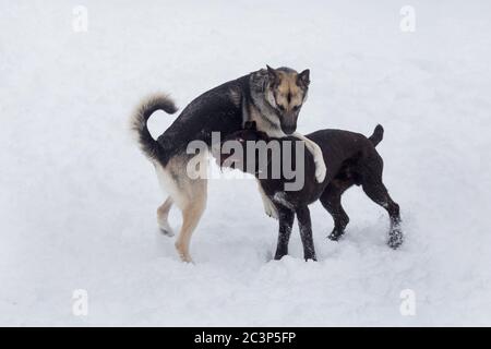 Cute deutsch drahthaar and multibred dog are playing on a white snow in the winter park. Pet animals. Purebred dog. Stock Photo