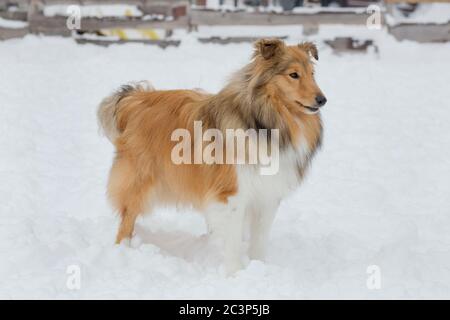 Cute scotch collie is standing on a white snow in the winter park. Pet animals. Purebred dog. Stock Photo