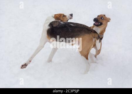 Cute russian hound and american staffordshire terrier puppy are playing in the winter park. Pet animals. Purebred dog. Stock Photo