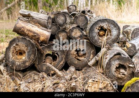 a pile of fallen old rotten large logs against the background of the forest Stock Photo