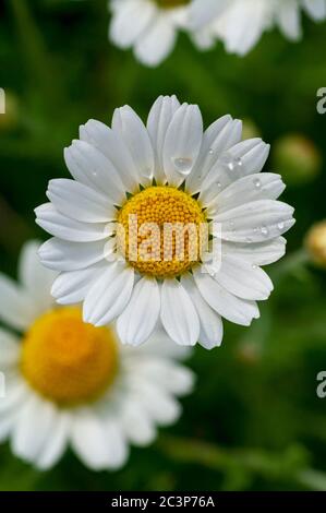 Wild flower. Little chamomile or daisy flowers in spring on a meadow. Top view. Close-up. Stock Photo