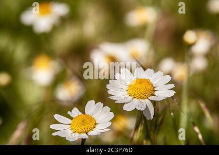 Wild flower. Little chamomile or daisy flowers in spring on a meadow. Close-up. Stock Photo