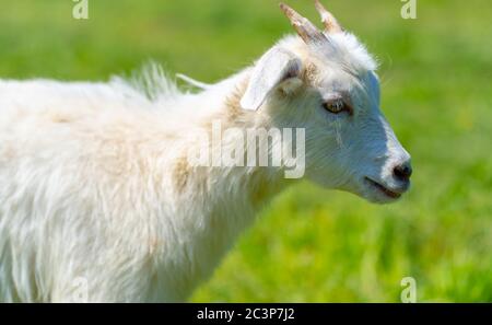 Close up of little goat grazing in green meadow. Stock Photo