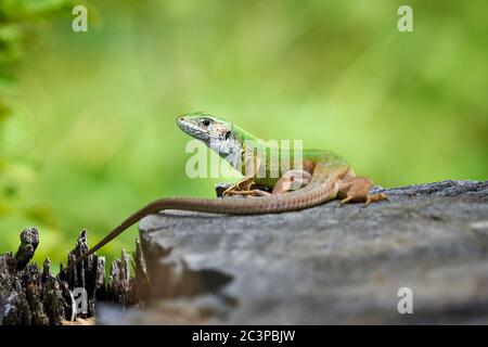 European green lizard (Lacerta viridis) sunbathing in the morning Stock Photo