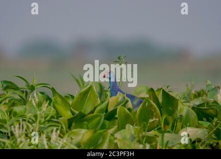 A wild bird in the water plants moving and collecting foods at his own habitat at wetland in the morning light . Stock Photo