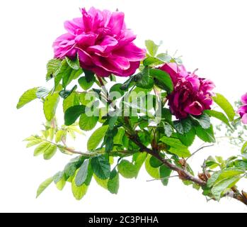 Rose with cerise flowers.  Strong light shines through the leaves bringing out many shades of green and revealing beautiful textures.