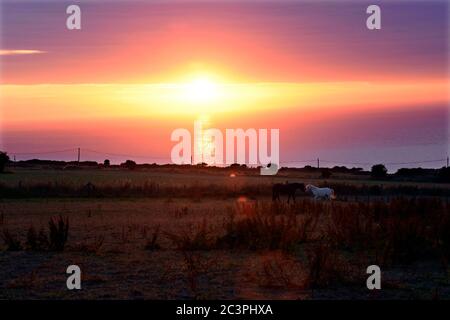 Two horses facing each other on a grassy hillside with the  sun setting over the ocean behind them, North Wales, UK Stock Photo