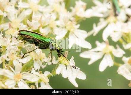 Family Oedemeridae, Thick-Legged Flower beetle, green, metalic, perched on a flower Stock Photo