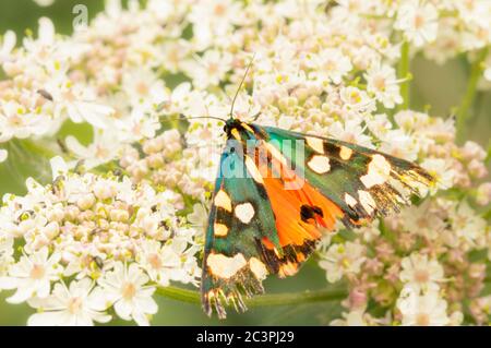 Scarlet Tiger Moth, callimorpha Dominula, perched on a flower in the British countryside, looking rather worse for wear Stock Photo
