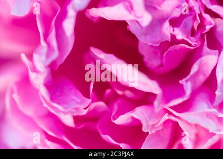 Pink austact image. Delicate peony flower texture. Soft focus photo Stock Photo