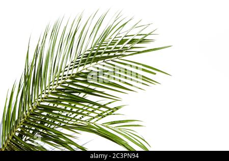 Palm leaves on white background Stock Photo