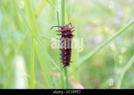 Pipevine swallowtail caterpillar Stock Photo