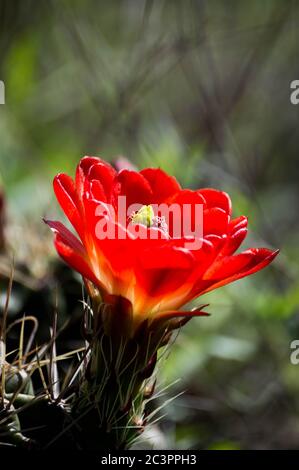 close up of a claret cup cactus flower Stock Photo