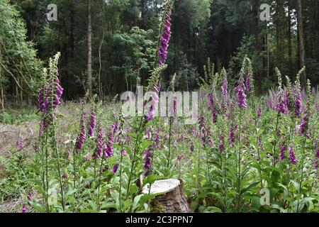 Fox Gloves in East Harptree Woods, Somerset, UK Stock Photo