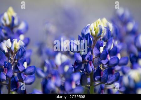 beautiful bluebonnet field in the texas hill country Stock Photo