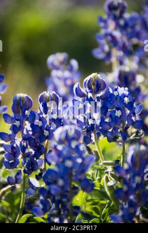 beautiful bluebonnet field in the texas hill country Stock Photo
