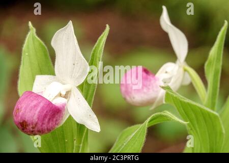 Showy Lady's Slipper Orchid Cypripedium reginae Stock Photo