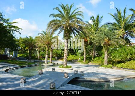 The coconut trees in sunny morning Stock Photo