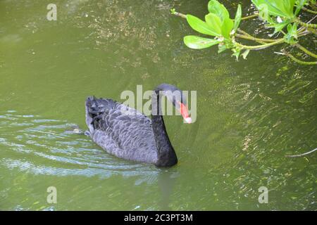 Black swan swim on the lake in summer sunny day Stock Photo