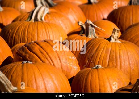 lots of pumpkins on pallets at a farmer's market Stock Photo