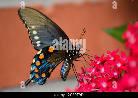 pipevine swallowtail (battus philenor) on pink pentas flowers Stock Photo