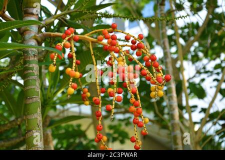 Small red and yellow fruit on the tree in summer Stock Photo