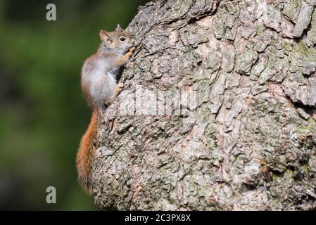 A baby American Red Squirrel 'hides' against the bark of a tree at Rosetta McClain Gardens in Toronto, Ontario. Stock Photo