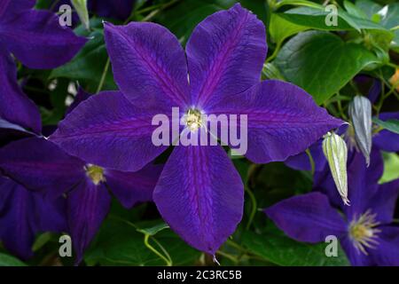 Clematis on home garden trellis. It is a perennial climbing vine with large violet-purple blooms. Stock Photo