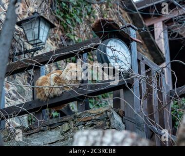 Low angle shot of a fluffy cat sitting on a fence during daytime Stock Photo