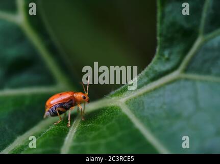 A little orange bug on a plant part Stock Photo