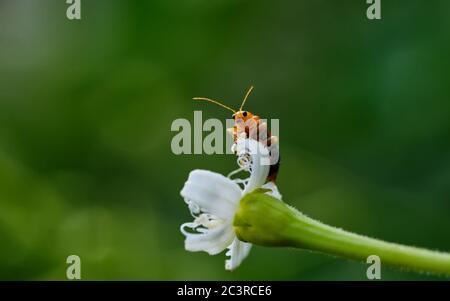 A little orange bug on a plant part Stock Photo