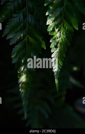 Light and shadow on the dark green fern leaf Stock Photo
