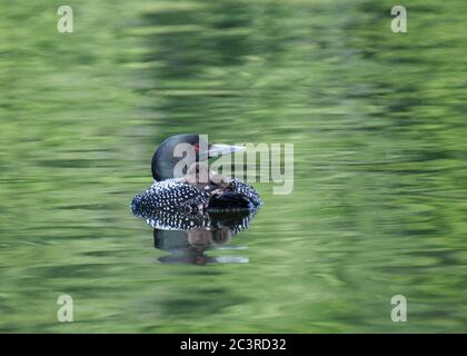 A loon swims in the waters of Buckhorn Lake, Ontario, with two down covered baby chicks on her back. Stock Photo