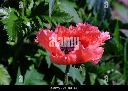 Close up of a single red oriental poppy (Papaver orientale) against dark green foliage in a Glebe garden, Ottawa, Ontario, Canada. Stock Photo