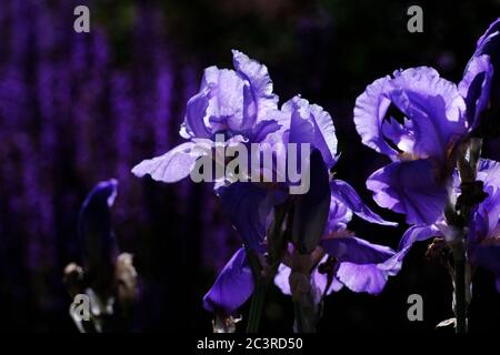 Purple iris (Iris versicolor) glowing in the late afternoon summer sunshine in a Glebe garden, Ottawa, Ontario, Canada. Stock Photo
