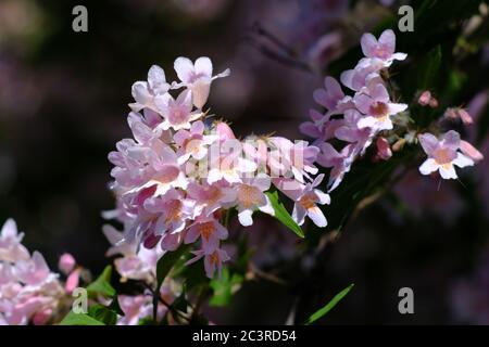 Delicate pale pink flowers of a beauty bush (Linnaea amabilis) in a Glebe garden, Ottawa, Ontario, Canada. Stock Photo