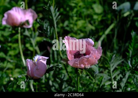 Beautiful pale pink poppies (Papaver orientale 'Princess Victoria Louise') in a Glebe garden in full bloom, Ottawa, Ontario, Canada. Stock Photo