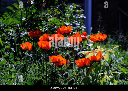 Gorgeous orange oriental poppies (Papaver orientale 'Prince of Orange') glowing in the later afternoon summer sun in Ottawa, Ontario, Canada. Stock Photo