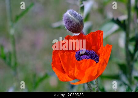 Close up of one bright red open oriental poppy (Papaver orientale) and a single bud, in a Glebe garden, Ottawa, Ontario, Canada. Stock Photo