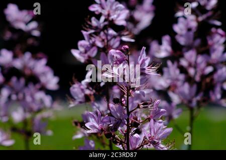 White dittany (Dictamnus albus var. purpureus) with purple veined petals in a Glebe garden, Ottawa, Ontario, Canada. Stock Photo