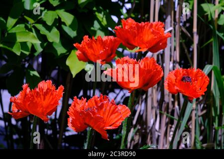 Six blood red oriental poppies (Papaver orientale) in full bloom in a Glebe neighbourhood garden, Ottawa, Ontario, Canada. Stock Photo