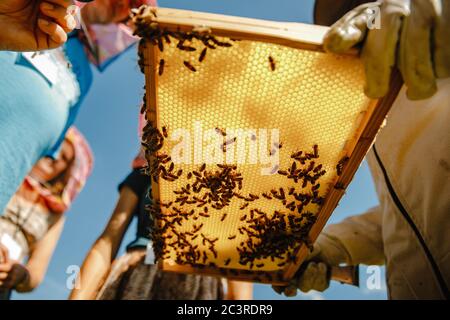 Closeup shot of a farmer holding a beehive frame with bees on it Stock Photo