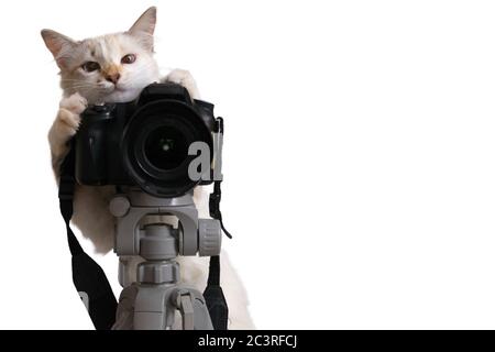 Funny beige cat is photographer with DSLR camera on tripod. Isolated on white background with clipping path Stock Photo