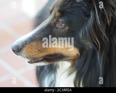 Shetland Sheep Dog, Tri Color Up Close Stock Photo