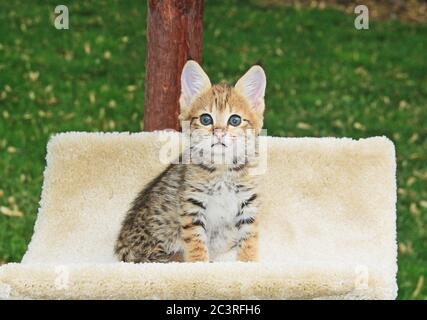 Young F2 Serval Savannah Kitten Stock Photo