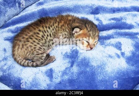 F4 Newborn Serval Savannah Kitten Stock Photo