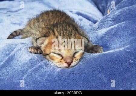 F4 Newborn Serval Savannah Kitten Stock Photo